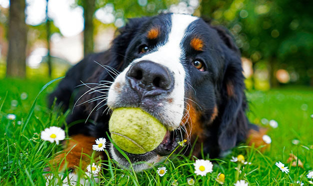 Bark Park