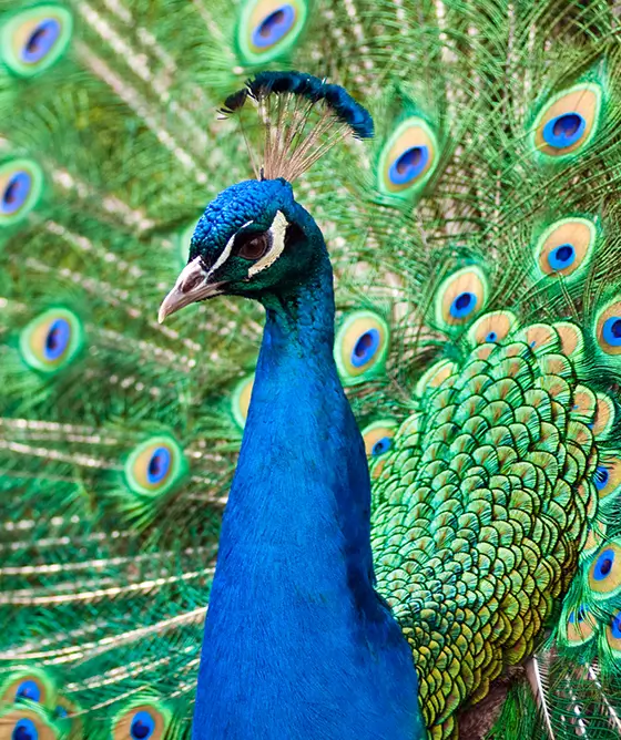 Peacock