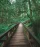 boardwalk path running through a nature park