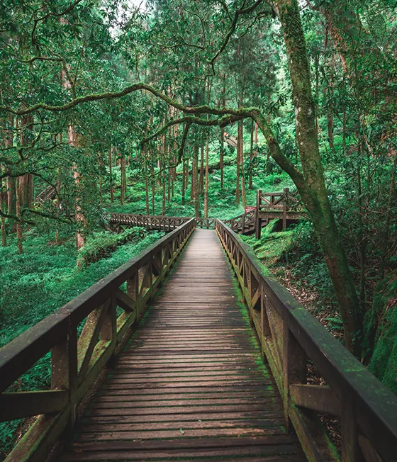 boardwalk path running through a nature park